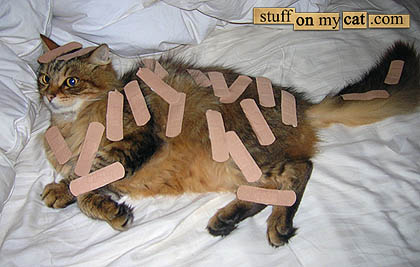 cat covered in bandaids