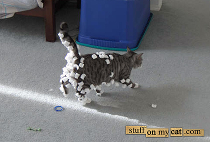 cat covered in packing peanuts