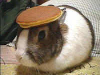 A bunny with a pancake on it's head.
