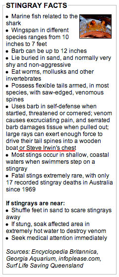 large rays can exert enough force to drive their tail spines into a wooden boat or Steve Irwin's chest