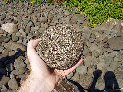 an amazing petrified rock